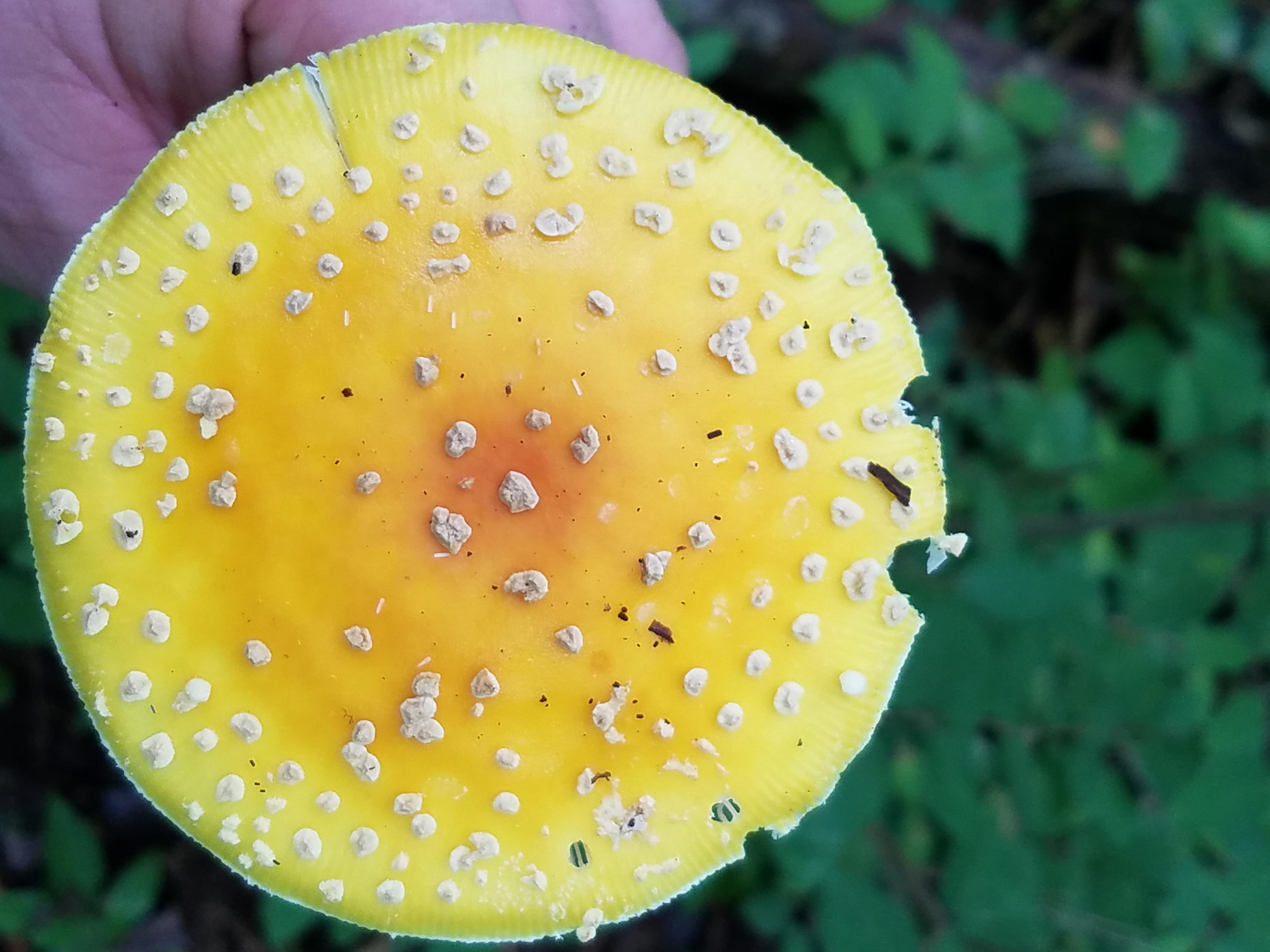 Amanita muscaria var. formosa Figure 1